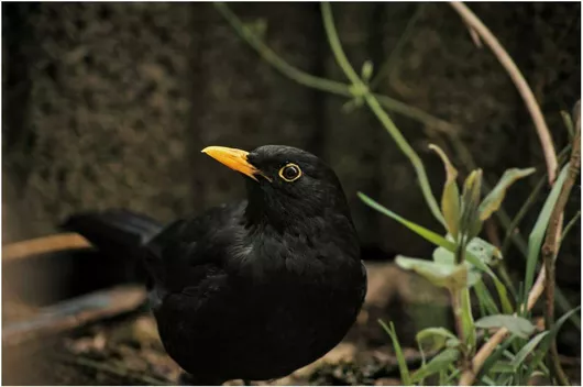 Πίνακας Blackbird in Natural Habitat Κοτσύφι σε φυσικό βιότοπο 200x130cm