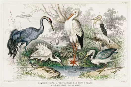 Πίνακας Common Crane, White Stork, Gigantic Crane, Common Heron, and Little Egret. A History of the Earth and Animated Nature (1820) by Oliver Goldsmith (1730-1774) 170x115cm