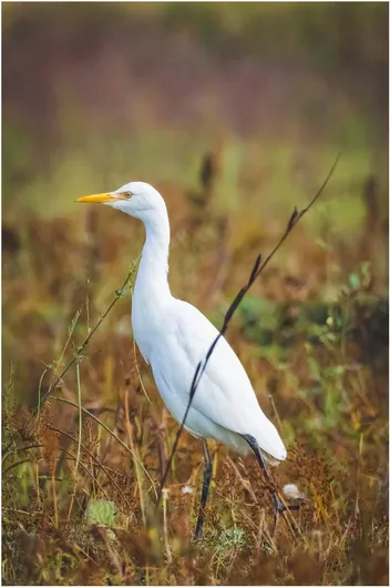 Πίνακας Egret in Natural Habitat Τσικνιάς στο φυσικό βιότοπο 100x150cm