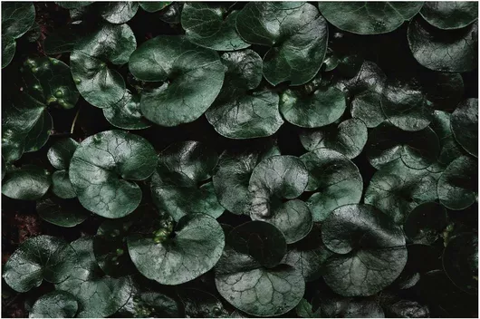 Πίνακας Lush Green Leaves Πλούσια πράσινα φύλλα 200x130cm