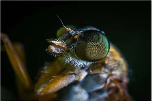 Πίνακας Macro Shot of an Insect Μακρο πλάνο ενός εντόμου 40x30cm