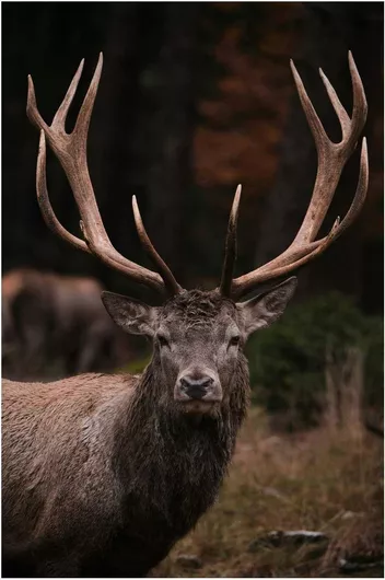 Πίνακας Majestic Stag in the Wild Majestic Stag in the Wild 40x50cm