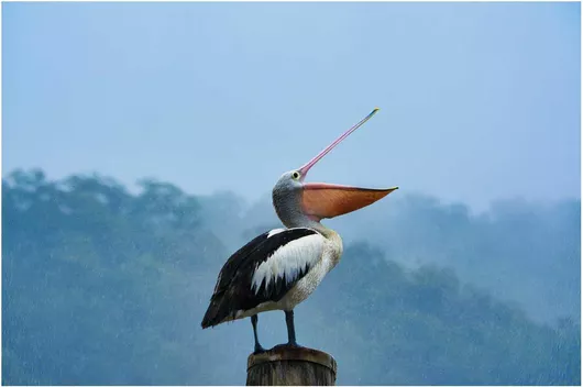 Πίνακας Pelican in the Rain Πελεκάνος στη βροχή 80x50cm