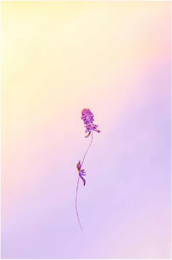 Πίνακας Solitary Flower on Pastel Background Μοναχικό λουλούδι σε παστέλ φόντο 60x90cm
