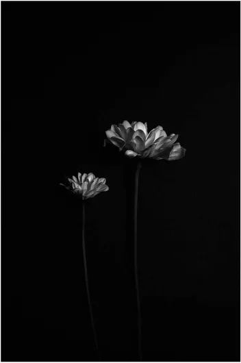 Πίνακας Contrastive Blooms Contrastive Blooms 80x120cm