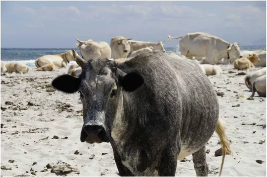 Πίνακας Cows at the Beach Αγελάδες στην παραλία 170x115cm