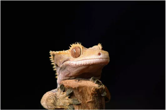 Πίνακας Crested Gecko on a Log Γκέκο με λοφιοφόρο σε κούτσουρο 180x120cm