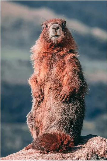 Πίνακας Curious Marmot Περίεργη Μαρμότα 60x90cm