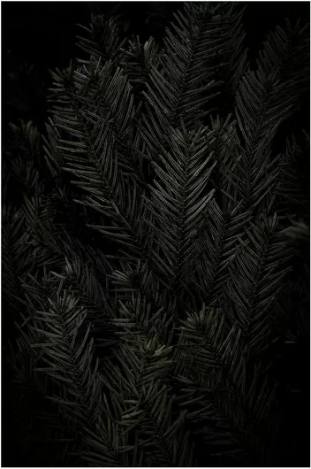 Πίνακας Dark Pine Needles Σκουρόχρωμες Πευκοβελόνες 20x30cm