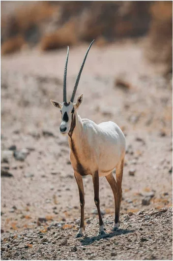 Πίνακας Desert Antelope Αντιλόπη της ερήμου 40x65cm