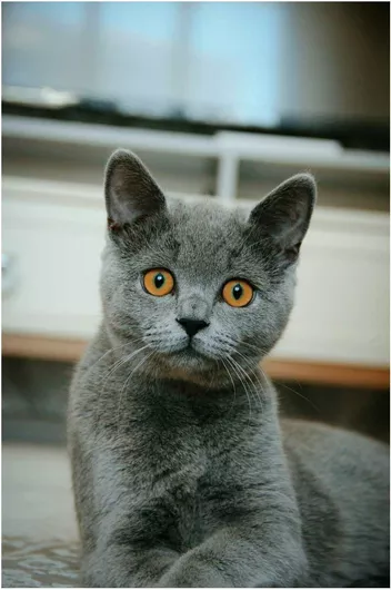 Πίνακας Gray Cat with Orange Eyes Γκρι γάτα με πορτοκαλί μάτια 40x50cm