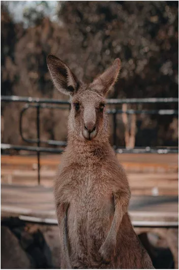 Πίνακας Kangaroo Portrait in Natural Habitat Πορτρέτο καγκουρό σε φυσικό βιότοπο 20x30cm