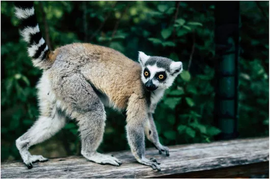 Πίνακας Lemur in Nature Λεμούριος στη φύση 150x100cm