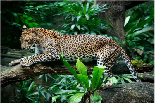 Πίνακας Leopard in its Natural Habitat Λεοπάρδαλη στο φυσικό της περιβάλλον 65x40cm