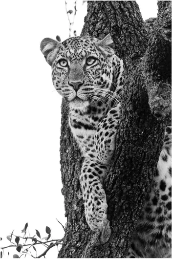 Πίνακας Leopard Resting on a Tree Λεοπάρδαλη που στηρίζεται σε ένα δέντρο 115x170cm