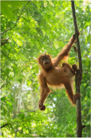 Πίνακας Orangutan in the Trees Ουρακοτάγκος στα δέντρα 120x180cm