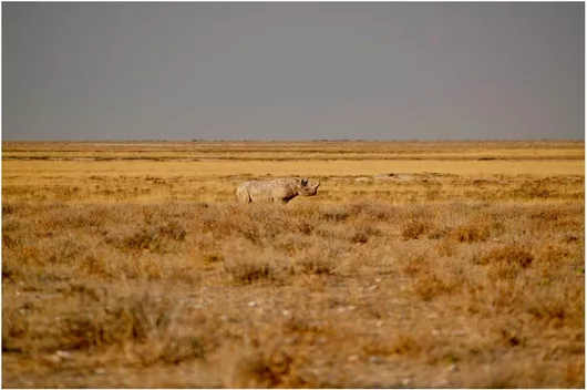 Πίνακας Rhinoceros in the Wild Ρινόκερος στην άγρια ​​φύση 200x130cm