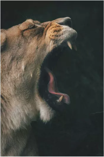 Πίνακας Roaring Lion Λιοντάρι που βρυχάται 40x50cm