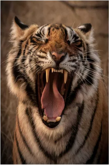 Πίνακας Roaring Tiger Βρυχηθμός Τίγρης 50x80cm