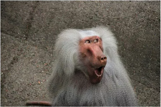 Πίνακας Surprised Baboon Έκπληκτος Μπαμπουίνος 170x115cm