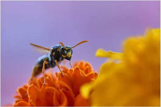 Πίνακας Wasp on Flower Σφήκα στο λουλούδι 100x70cm