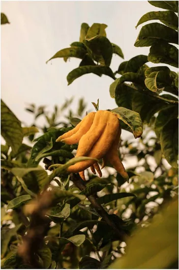 Πίνακας Yellow Fruit on Branch Κίτρινα φρούτα σε κλαδί 40x65cm