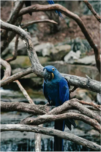 Πίνακας Blue Parrot on Branches Μπλε παπαγάλος σε κλαδιά 100x150cm