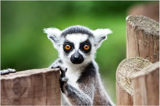 Πίνακας Curious Lemur Περίεργος Λεμούριος 150x100cm