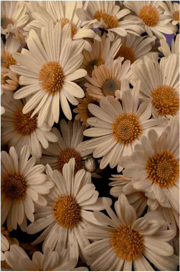 Πίνακας Daisy Blooms Daisy Blooms 40x65cm