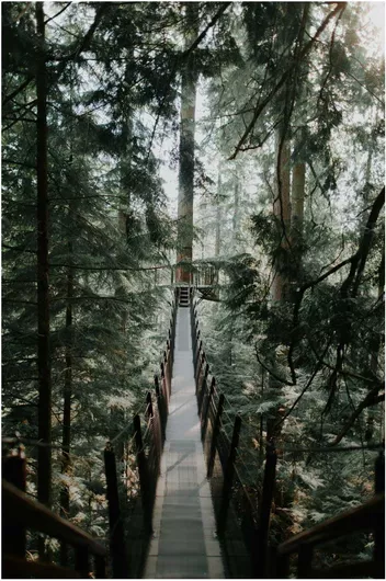 Πίνακας Forest Suspension Bridge Δασική Κρεμαστή Γέφυρα 40x65cm