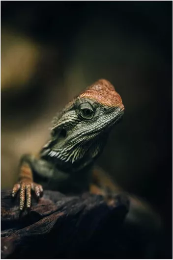 Πίνακας Lizard in Focus Σαύρα στην εστίαση 80x120cm