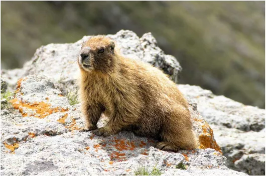 Πίνακας Marmot on Rocky Terrain Μαρμότα σε Βραχώδη Έδαφος 100x70cm