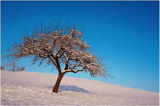 Πίνακας Solitary Tree in Snowy Landscape Μοναχικό δέντρο σε χιονισμένο τοπίο 50x40cm