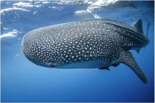 Πίνακας Whale Shark in the Ocean Καρχαρίας Φάλαινας στον Ωκεανό 170x115cm