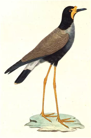 Πίνακας Javanese Lapwing bird 20x30cm