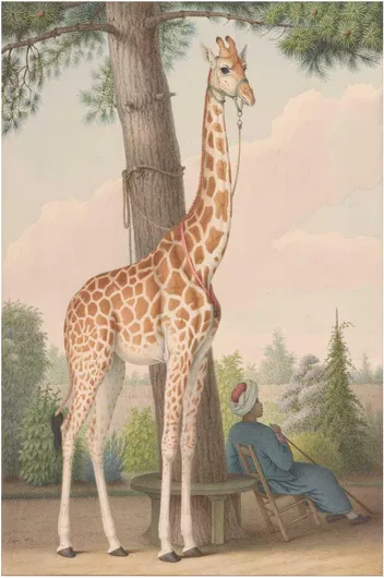 Πίνακας Study of the Giraffe Given to Charles X by the Viceroy of Egypt (1827) watercolor by Nicolas Hüet, the Younger 60x90cm