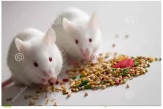 Τροφές για Αρουραίος 10τμχ