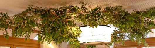 Τεχνητό Φυτό Μπένζαμιν 200cm