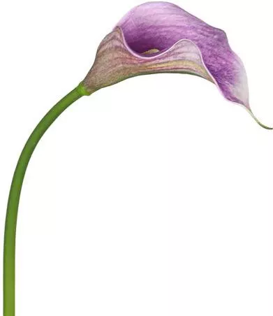 Τεχνητό Φυτό Κάλλα 50cm Μοβ