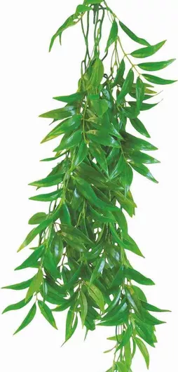 Ζωντανό Φυτό Ενυδρείου Happet Terrarium Ficus Longifolia 50cm