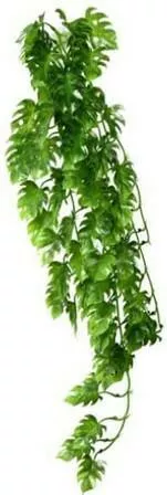 Hobby Aquaristik Climber Philo Hanging Αναρριχόμενο Τροπικό Φυτό 37cm