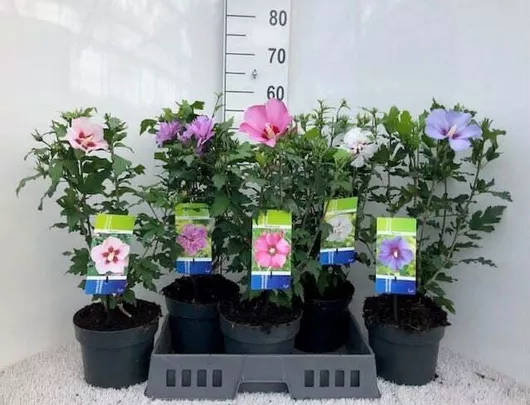 Hibiscus Syriacus Ιβίσκος Συριακός
