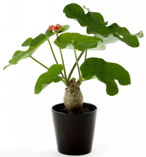 Jatropha Podagrica