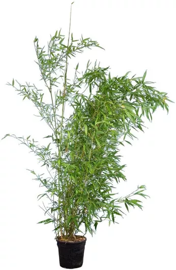 Μπαμπού Phyllostachys Aurea Bambusa Aurea