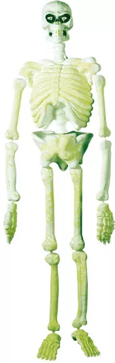 Αποκριάτικο Αξεσουάρ Halloween Διακοσμητικό Σκελετός Glow in the Dark Λευκό