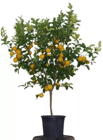 ΛΕΜΟΝΙΑ ΠΟΛΥΦΟΡΗ 30-λιτρων