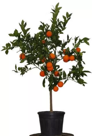 Πορτοκαλιά Ναβαλίνα 12-λιτρων