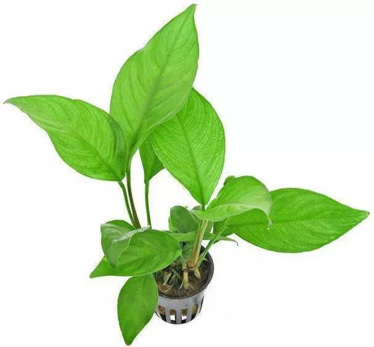 Ζωντανό Φυτό Ενυδρείου SonGrow Anubias Heterophylla