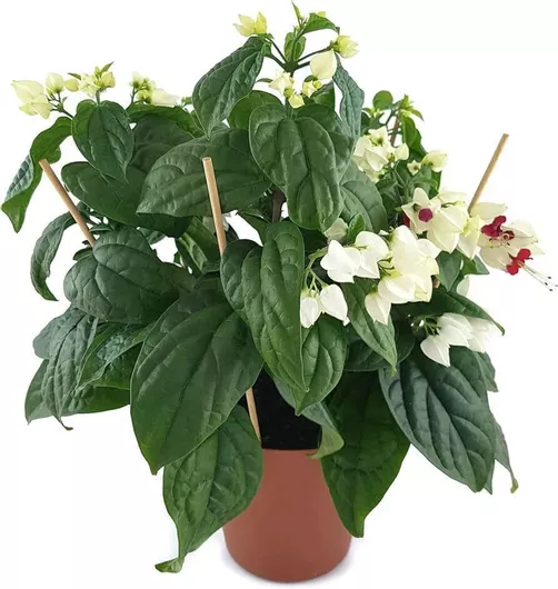 Φυτό Ματωμένη Καρδιά - Clerodendrum GreenArtStore