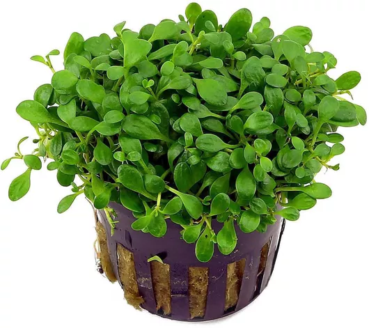 Ζωντανό Φυτό Ενυδρείου Glossostigma elatinoides pot